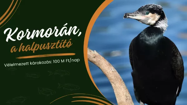 Kárókatona vagy kormorán – a fekete halál
